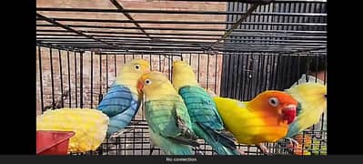 Lovebirds for Sale