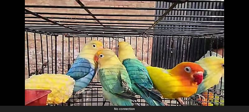 Lovebirds for Sale 0