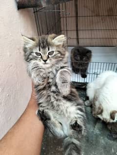 Persian cat female vaccinated