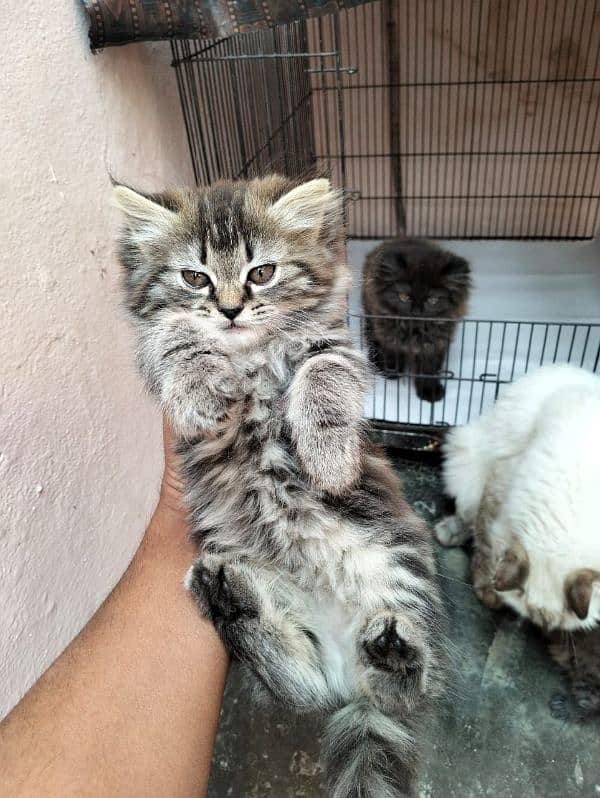 Persian cat female vaccinated 0