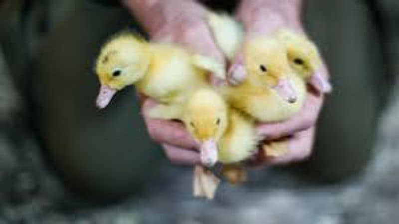 ducklings pair delivery available 1