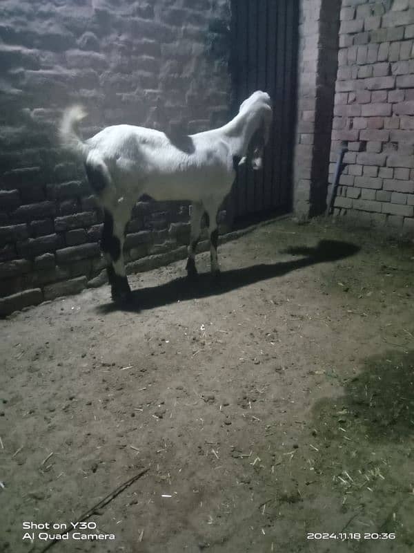 pregnant goat 2