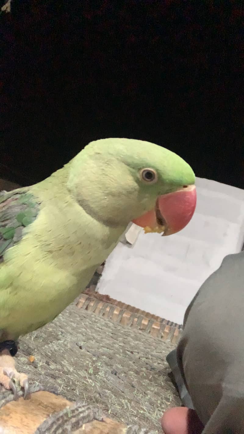 Raw parrot 0