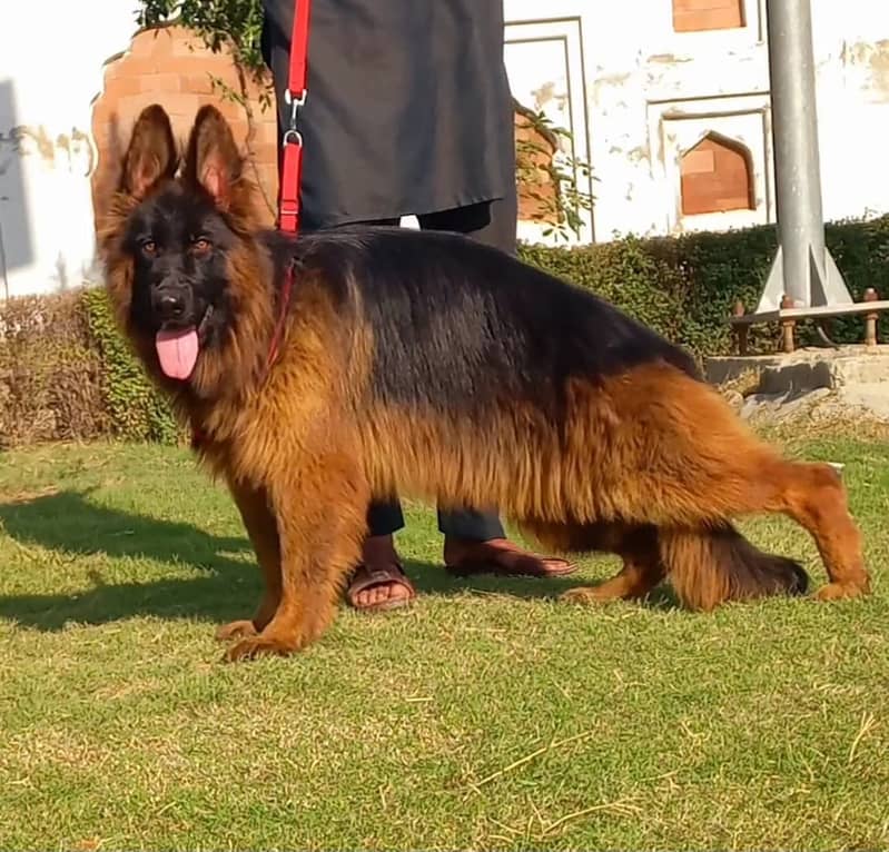 German Shepherd long coat Dog | gsd | female German Shepherd For Sale 0