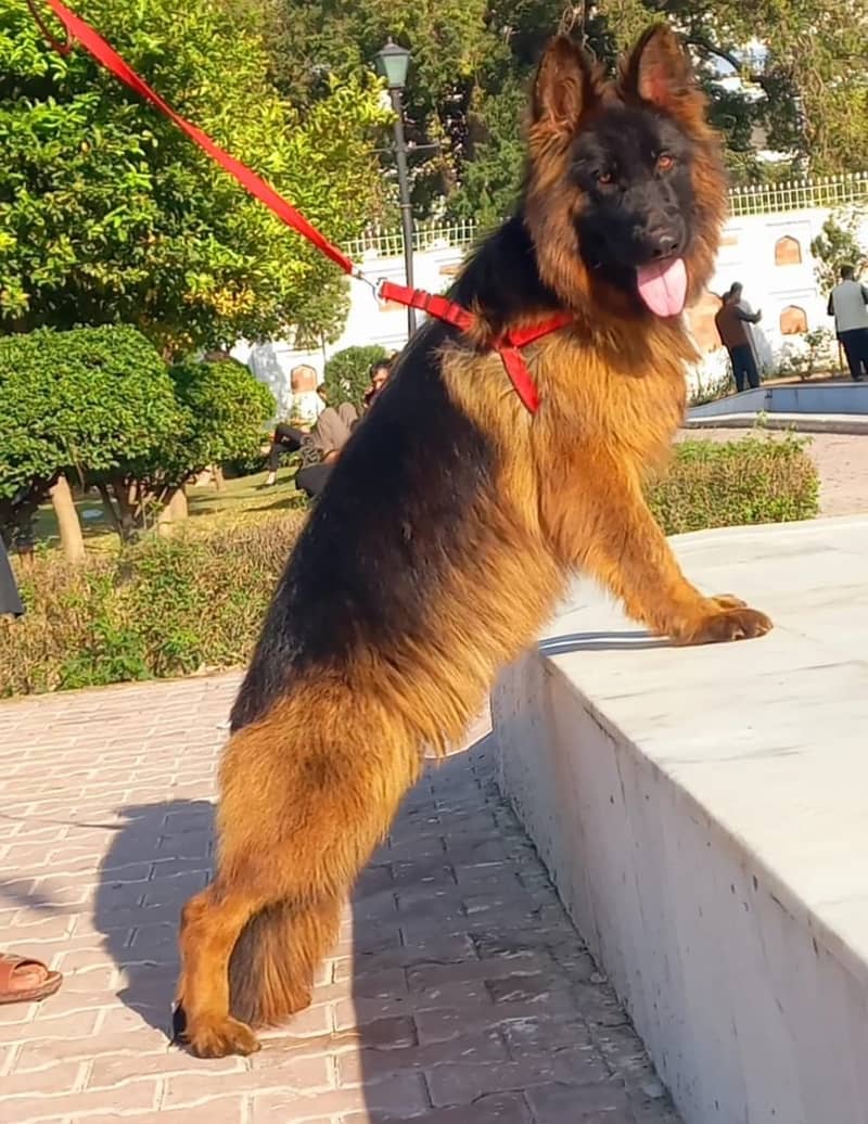 German Shepherd long coat Dog | gsd | female German Shepherd For Sale 1