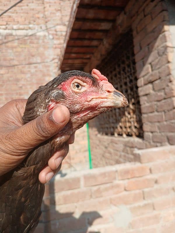 pure lasani aseel hen for sale 0