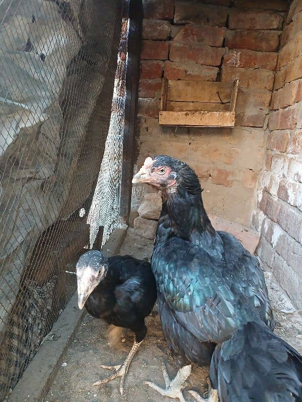 pure lasani aseel hen for sale 1