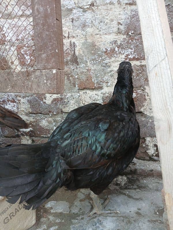 pure lasani aseel hen for sale 2