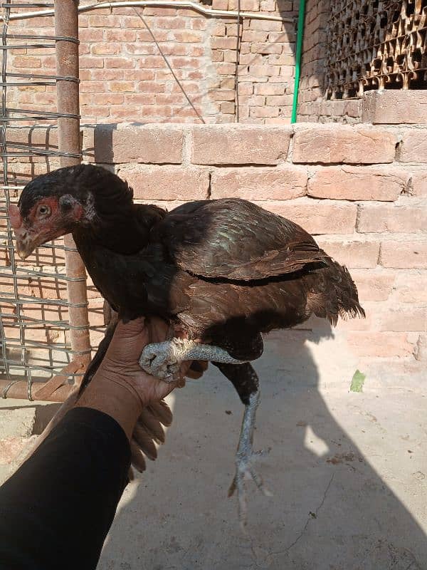 pure lasani aseel hen for sale 3