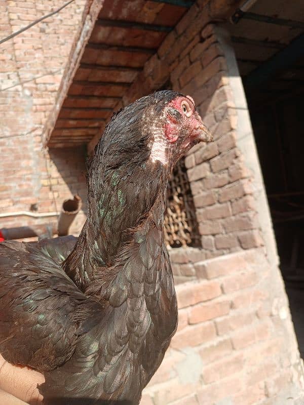 pure lasani aseel hen for sale 5