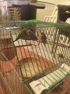 Common & mix budgies for sale