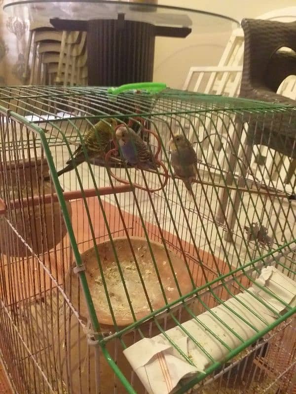 Common & mix budgies for sale 0