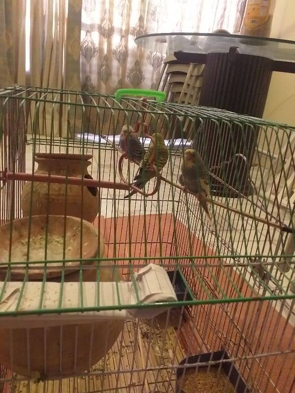 Common & mix budgies for sale 1