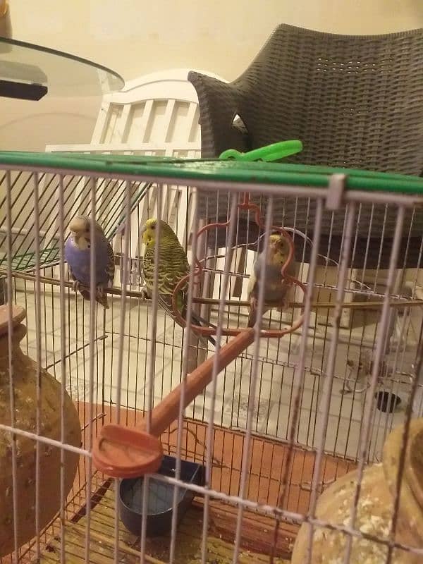 Common & mix budgies for sale 2