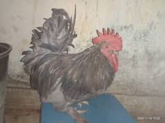 Bantam male