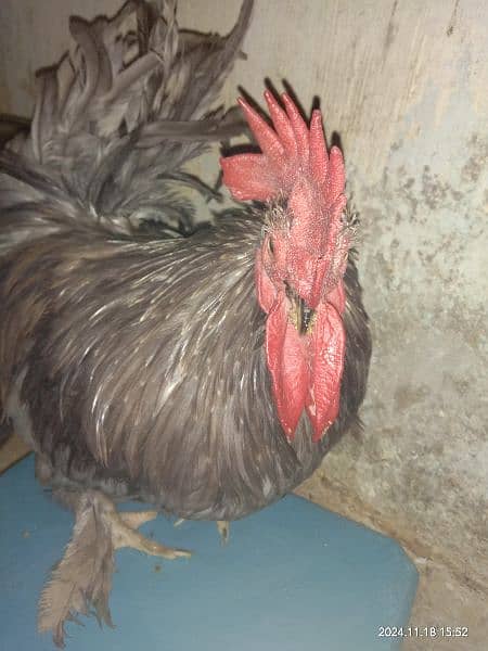 Bantam male 1