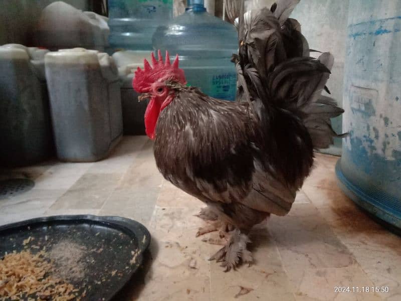 Bantam male 2