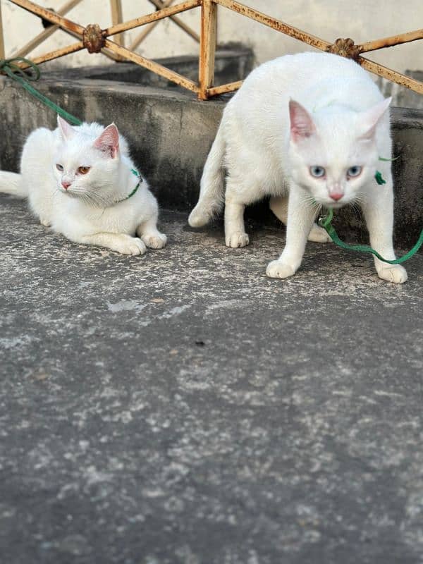 I'm selling Persian kitten pair and single with blue eyes 3