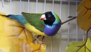 Gouldian Finch