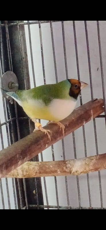 Gouldian Finch 2