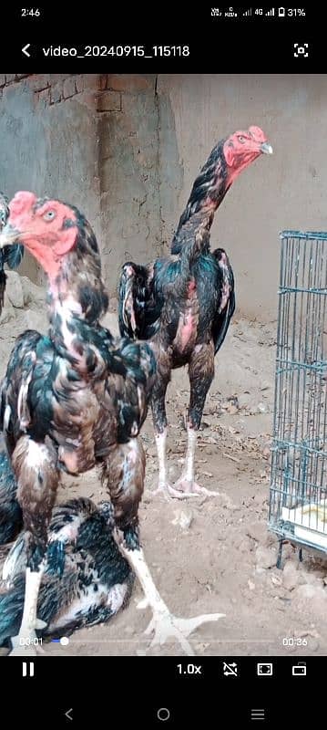 King Shamo egg for sale 100% furtile 100%pure shamo egg 1