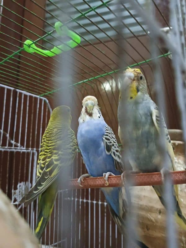 Common & mix budgies for sale 3