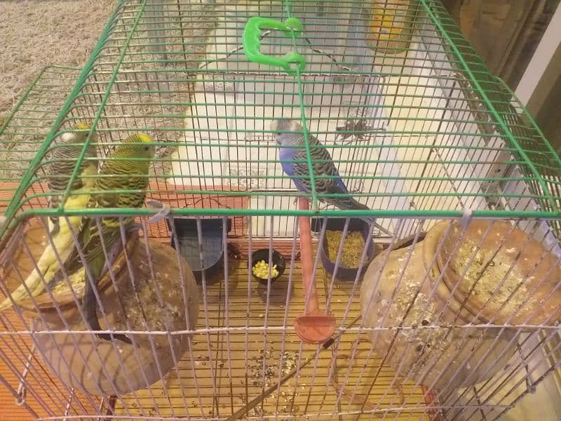 Common & mix budgies for sale 4