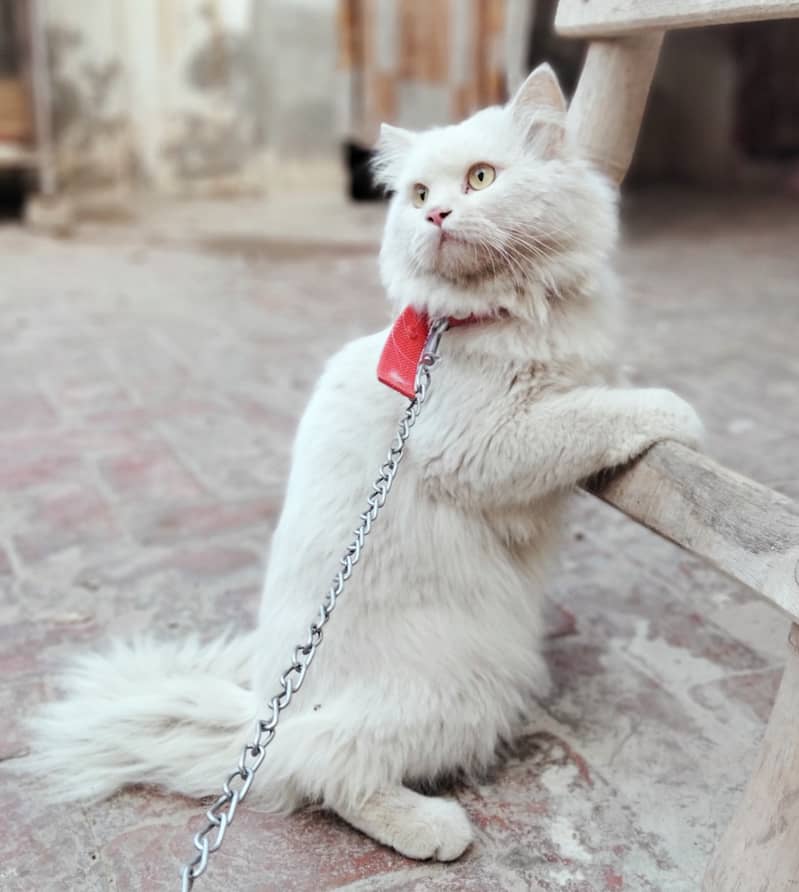 beautiful Male Russian cat price 10k 0