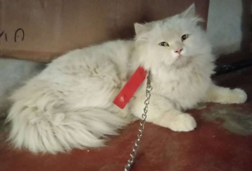 beautiful Male Russian cat price 10k 1