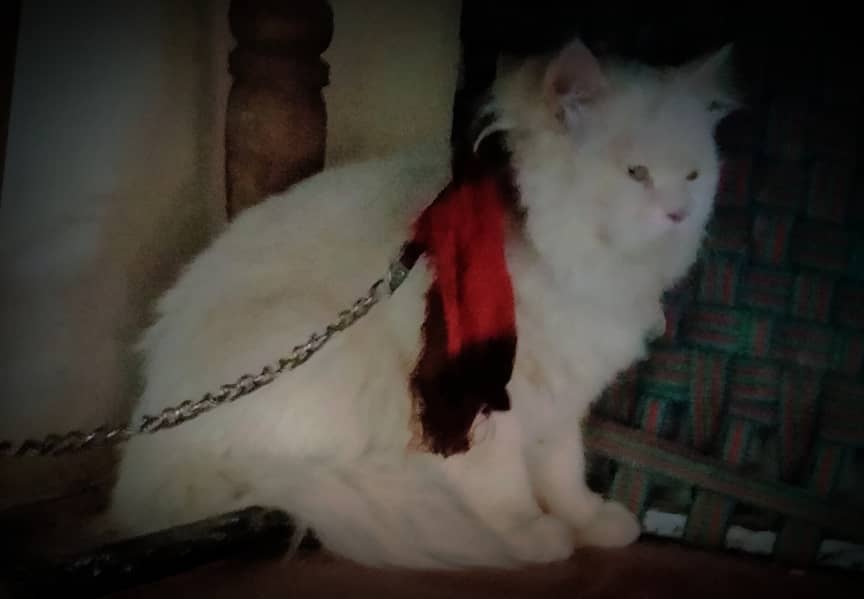 beautiful Male Russian cat price 10k 2