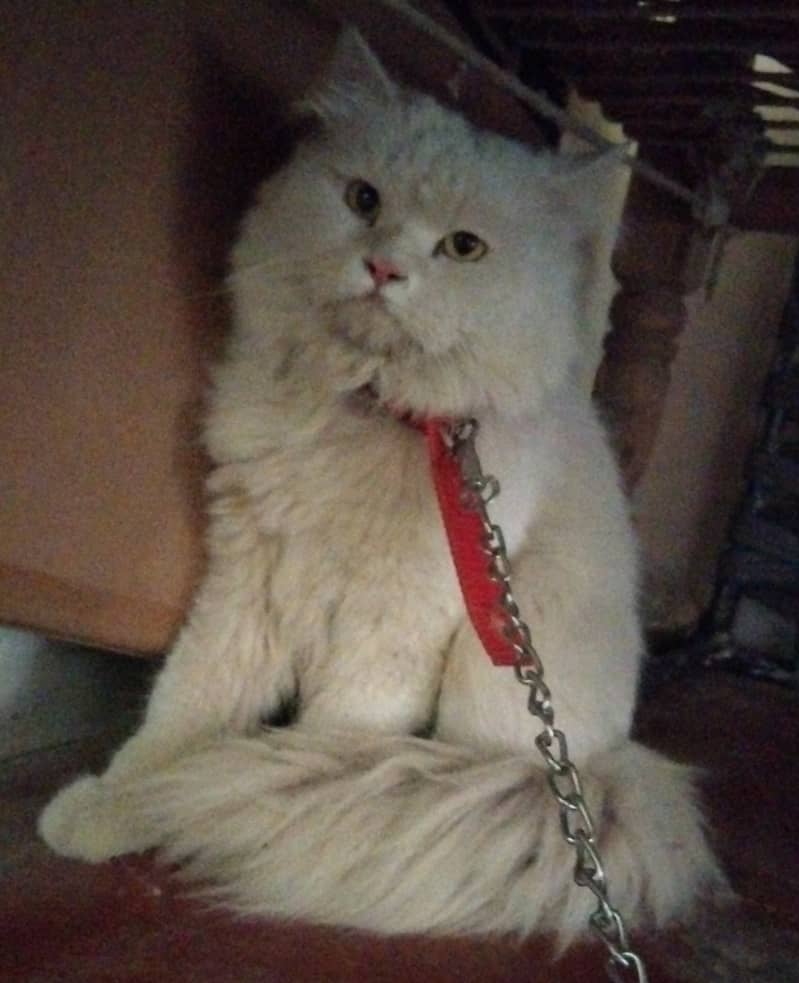 beautiful Male Russian cat price 10k 3