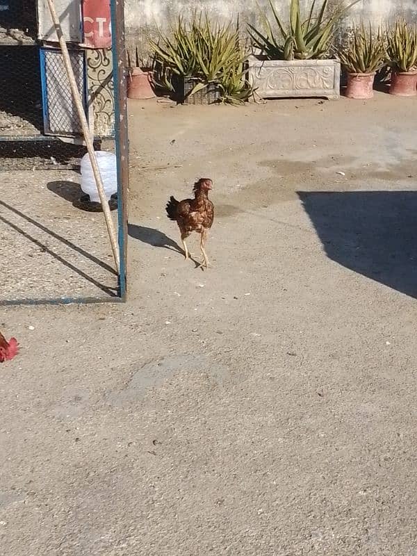 Hens for sale 2