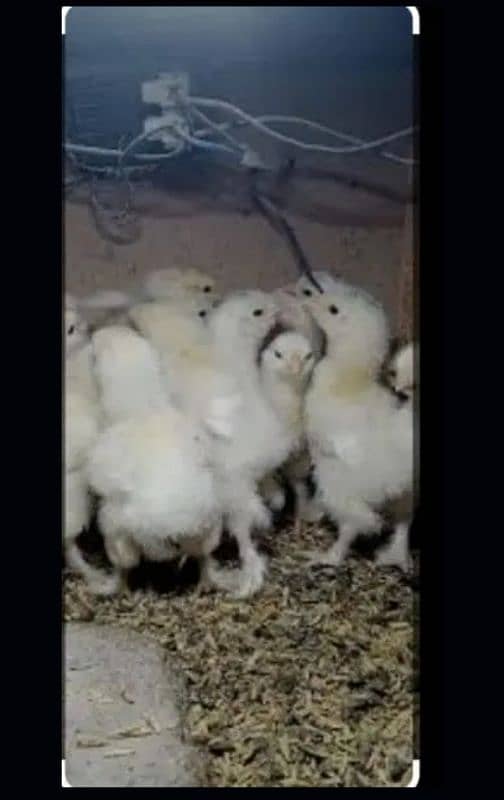 Golden White Buff Chicks 4