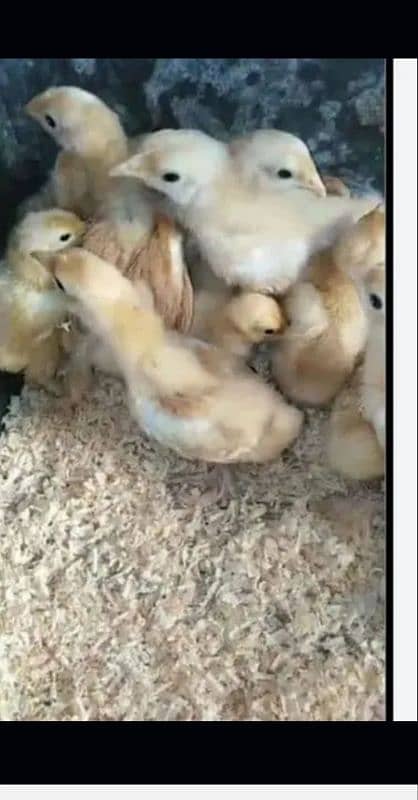 Golden White Buff Chicks 5