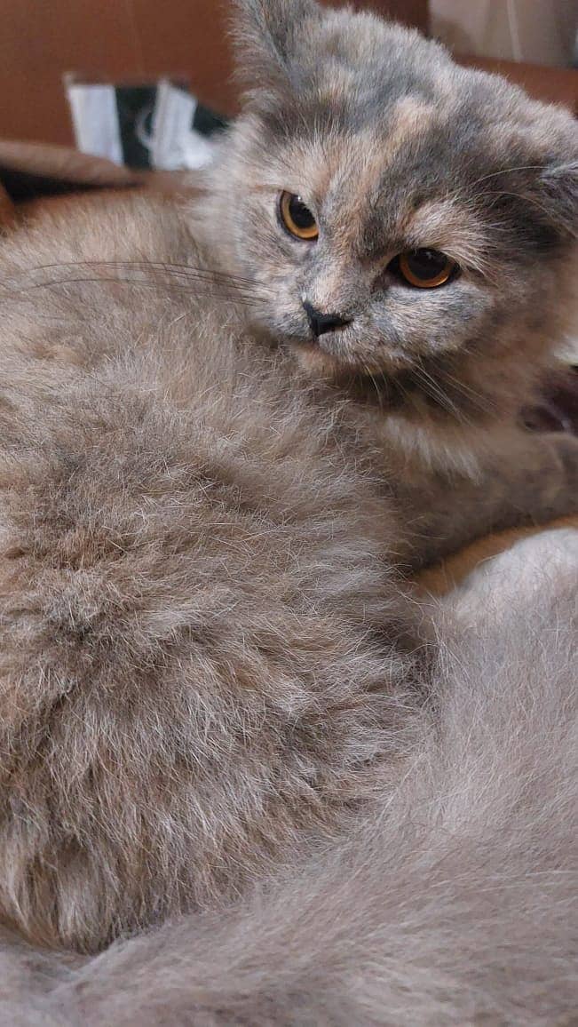 White British Cat female & Grey persian cat female 1 year| 03008003560 5