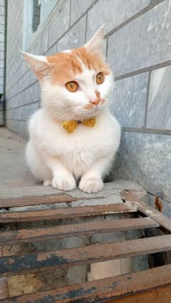 Cat for adopt 0343 4046950