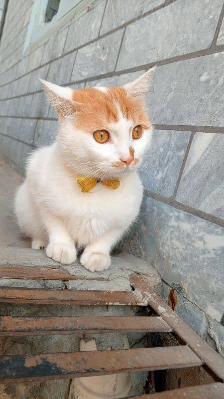 Cat for adopt 0343 4046950 1