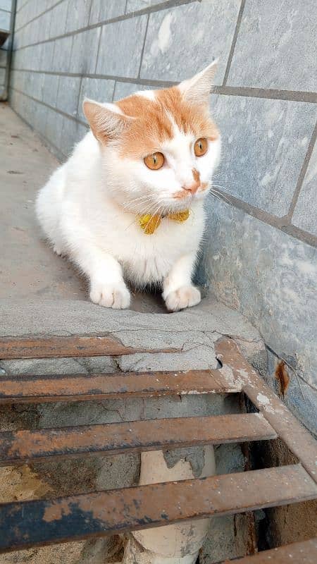 Cat for adopt 0343 4046950 4