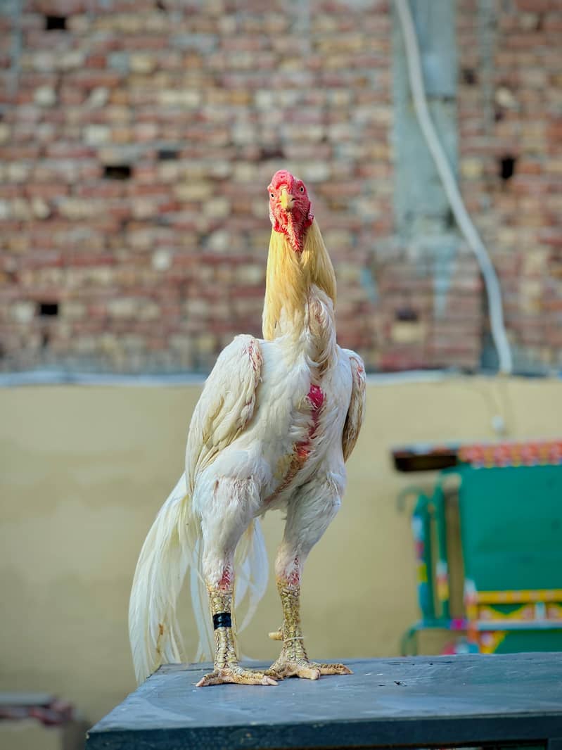 Aseel / Indian Parrot beak / Chicks / Hens / Hopeland Fancy Bids 2