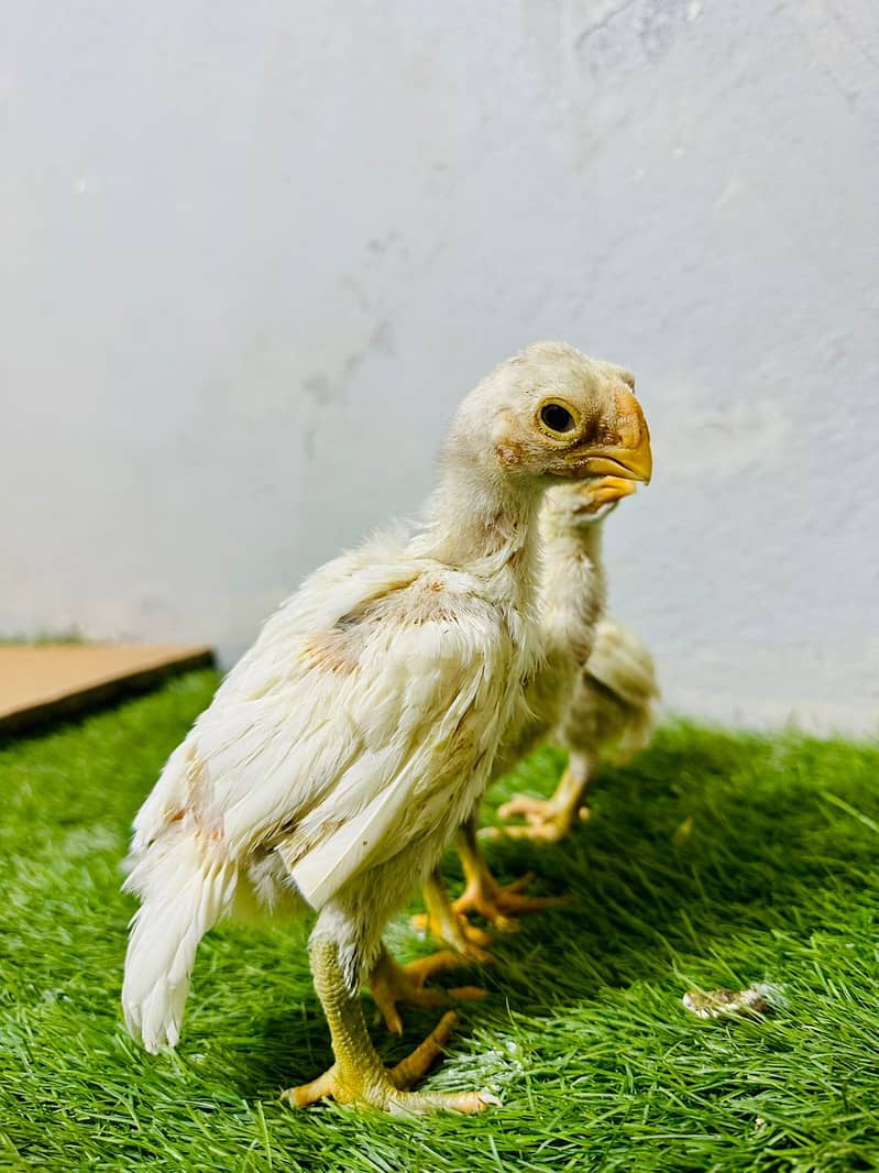 Aseel / Indian Parrot beak / Chicks / Hens / Hopeland Fancy Bids 10