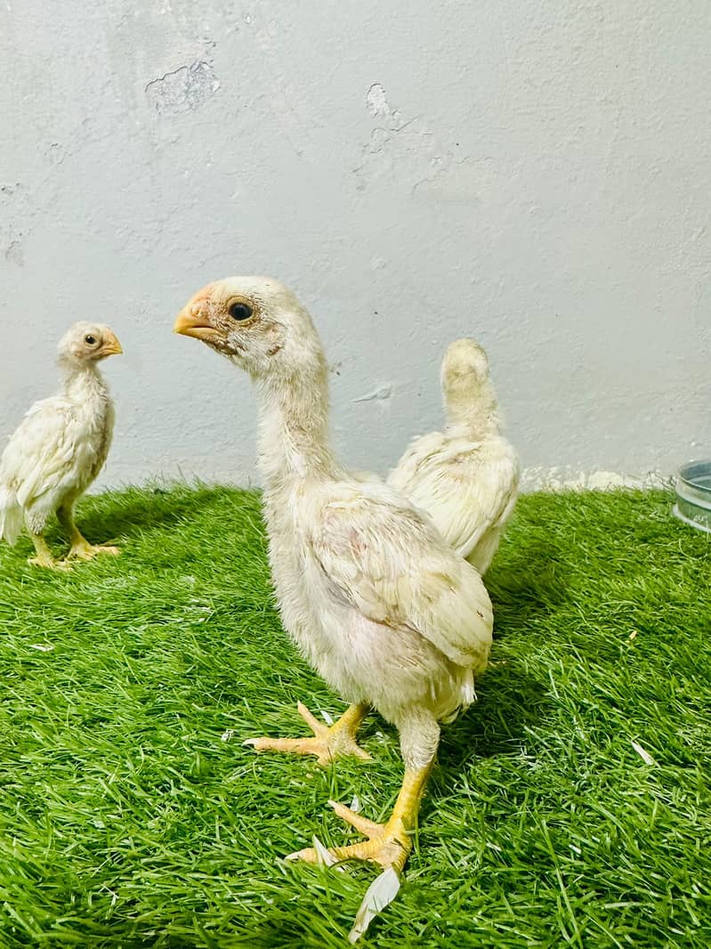 Aseel / Indian Parrot beak / Chicks / Hens / Hopeland Fancy Bids 11