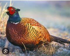 pheasant