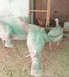 Bule slate Turkey Female for sale