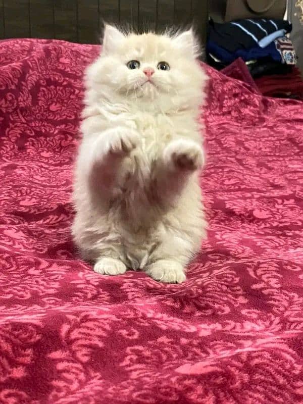 pure persian breed kittens pair for sale contact whatsap 03288426681 0