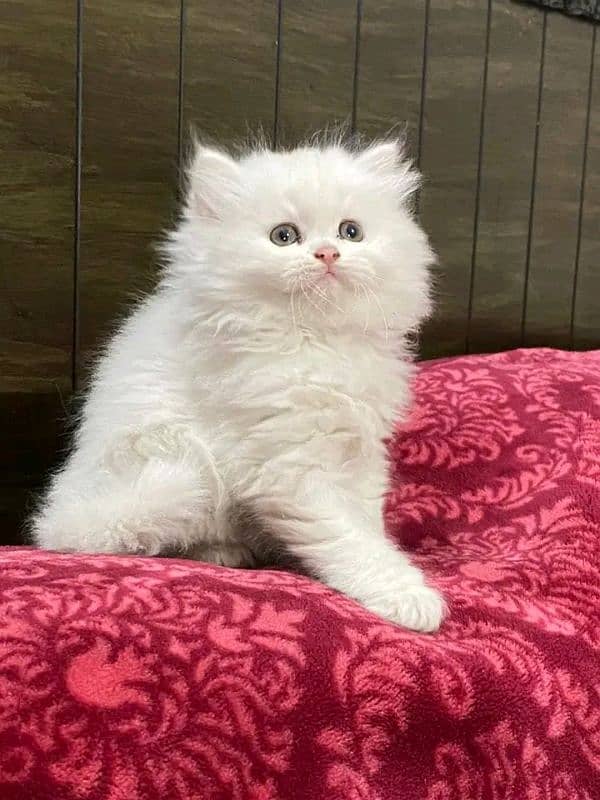 pure persian breed kittens pair for sale contact whatsap 03288426681 4