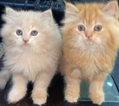 Persian cat pair