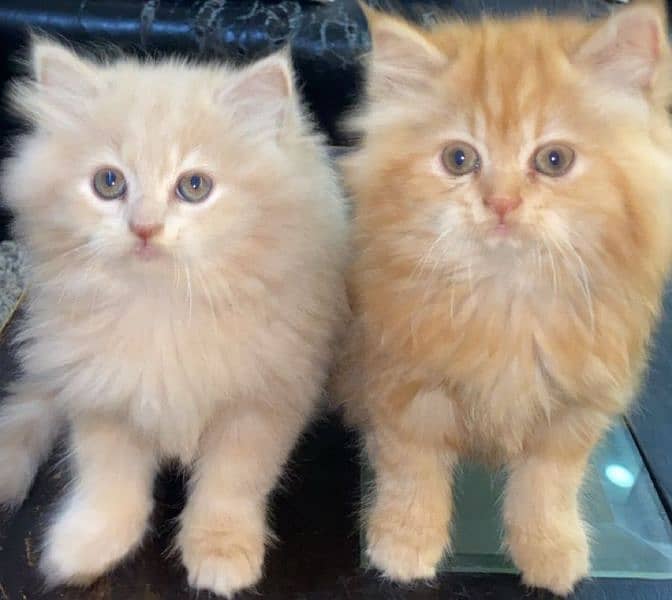 tripple coted punched face trained Persian cat pair 0