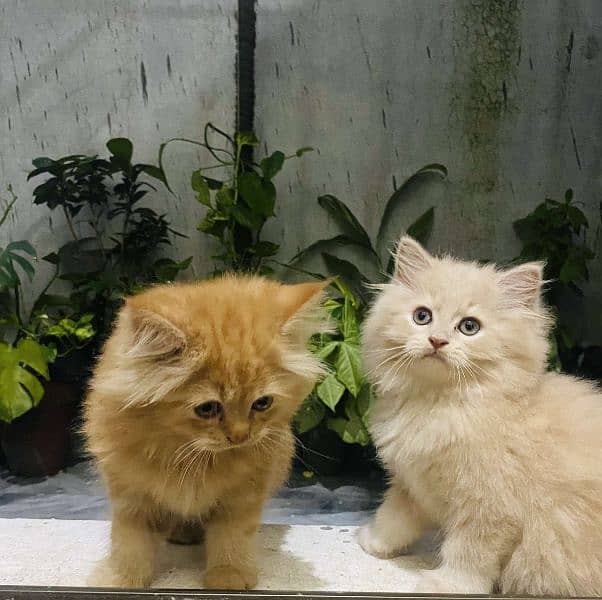 tripple coted punched face trained Persian cat pair 1