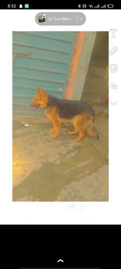 German shepherd Long Coat Female Available For Sale