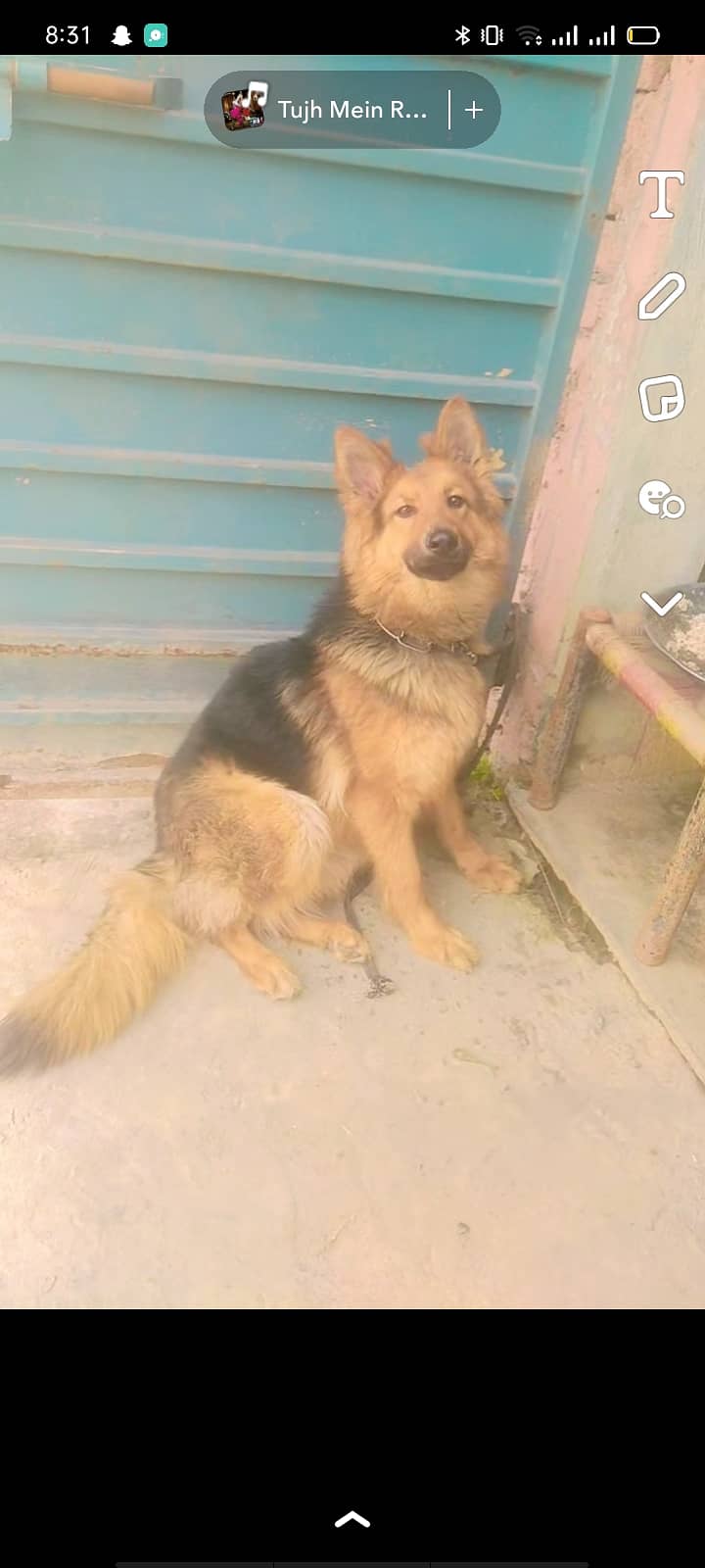 German shepherd Long Coat Female Available For Sale 1